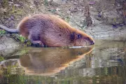 Boy, 8, Hospitalized After Rabid Beaver Attack in New Jersey Park