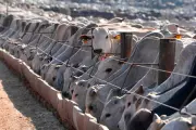 Brazil Says EU to Block Its Animal Product Exports from September