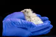 Breakthrough as baby chicks hatched from artificial eggshell