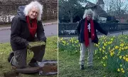 Brian May Frustrated as Council Blocks Village Daffodil Plan Over Safety Fears