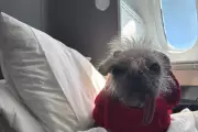 Britain's Ugliest Dog Backs Petition for Pets in Plane Cabins