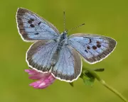 Britons to Vote for Nation's Favourite Butterfly in First-Ever Contest