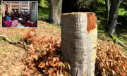 California Couple Fined Nearly $1 Million for Illegally Cutting Down 38 Trees