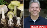 California Sees Unprecedented Mushroom Poisoning Outbreak with 4 Deaths