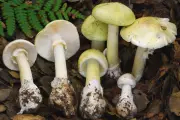 California Wild Mushroom Poisonings Surge: 4 Deaths Reported