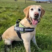 Campaigners Demand Pensions for Retired Police Dogs Using Crime Proceeds