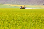 Campaigners Urge UK to Ban Glyphosate at Harvest After EU Prohibition
