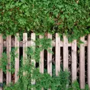 Can I Cut My Neighbour's Hedge in the UK? Legal Rights Explained