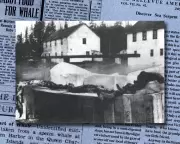 Canadian Marine Mystery: 1937 'Sea Monster' Still Puzzles Experts 90 Years On