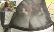 Cats Missing for 2 Years Found 1,000 Miles Away, Reunited with Owner