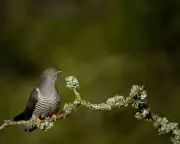 Charmed by the Unscrupulous Cuckoo: A Spring Arrival at Murlough