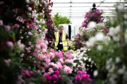 Chelsea Flower Show Secrets: Designers Reveal Their Hidden Tricks