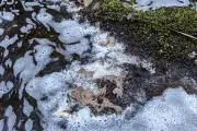 Chemical Spill Devastates River Spey Tributary, Killing Salmon and Wildlife