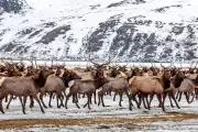 Chronic Wasting Disease Found on National Elk Refuge Sparks Herd Reduction Talks