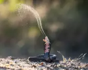 Climate Change Drives Venomous Snakes into Human Areas, Study Warns