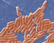 Climate Crisis Accelerates Antibiotic Resistance Globally, Study Finds