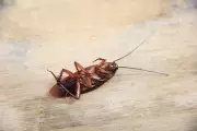 Cockroach Janta Party: India's Youth Turn Insect Symbol into Political Protest