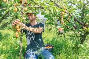 Colorado Peach Growers Face Millions in Losses Due to Fungal Disease