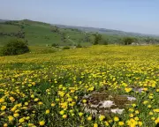 Country Diary: A Golden Spring of Buttercups and Dandelions in Derbyshire