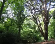 Country Diary: Into the Woods on London's Edge, 1951