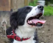 Country Diary: Mourning Moss, 14-Year-Old Border Collie Companion