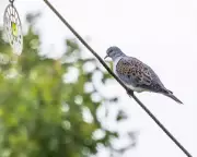 Country Diary: Turtle Dove's Purr Returns to Cambridgeshire Fen