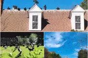 Couple Feeding Vultures Sparks Legal Battle in North Carolina Town