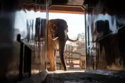 Court to Decide if Three Zoo Elephants Are Depressed in Landmark Case