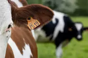 Cow Granted Waste Licence Prompts UK Crackdown on Rogue Operators
