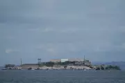 Coyote Swam 2 Miles to Alcatraz, Doubling Biologists' Expectations