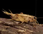 Crickets May Feel Pain, Study Suggests After They Nurse Sore Antennae