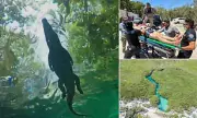 Crocodile Panchito Attacks Elderly Tourist at Mexico's Cenote