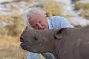 David Attenborough's 100th Birthday: Must-Watch TV Moments