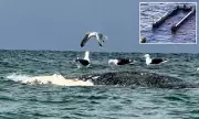 Dead Whale Off Denmark Coast May Be Timmy, Recently Rescued Humpback