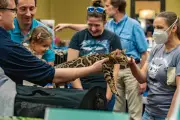 Deadly Bobcat Fever Spreading Across Eastern US: What Cat Owners Must Know