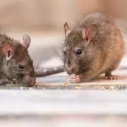 Deadly Hantavirus Outbreak on Cruise Ship: Three Dead, British Man Critical