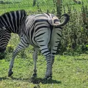 Devon Zoo Closes After 17 Years, Leaving Community 'Devastated'