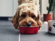 Dog bowl hygiene mistake risking your health: simple fix