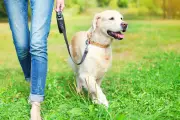 Dog Heat Safety: 11 Essential Tips for Keeping Your Pet Cool in a Heatwave