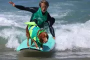 Dog Longevity Tips: Experts on Diet, Exercise, and Checkups