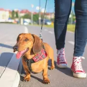 Dog Owners Urged to Follow 8am-8pm Rule as UK Braces for 33C Heatwave