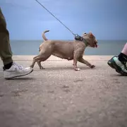 Dog Owners Warned Not to Walk Pets After 9am on Bank Holiday Monday