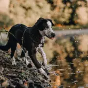 Dog Owners Warned: Rat Urine in Ponds and Rivers Poses Serious Health Risk