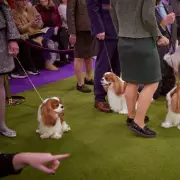 Dog Trainer Reveals Three Calmest Breeds with Few Behaviour Problems