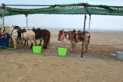 Donkeys Banned from Welsh Beach After 100 Years of Rides