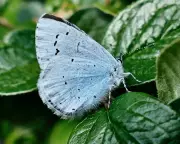 Dorset Common Thrives as Butterfly Haven with Mixed Habitats