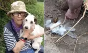 Drone Team Rescues Terrier Trapped in Rabbit Warren for Two Days