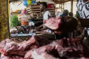 Ebola Outbreak in Congo Linked to Wild Meat Consumption, Experts Warn