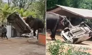 Elephant Goes on Deadly Rampage in India, Kills Lorry Driver