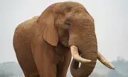 Elephant Swap: Dominant Bull Exchanged for Two Youngsters in UK Zoo Move
